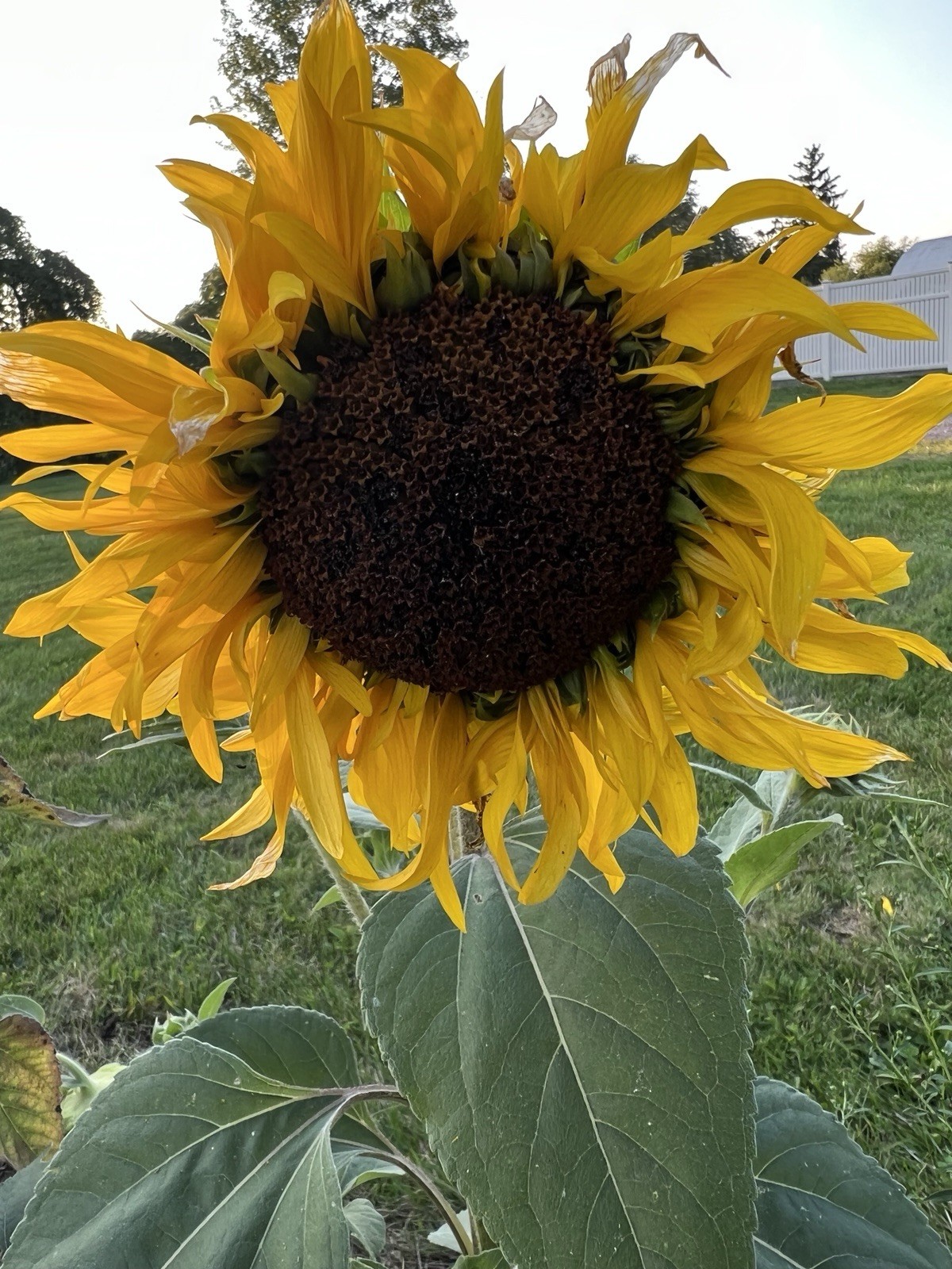 12 Crown Jewel Sunflower Seeds New Variety!