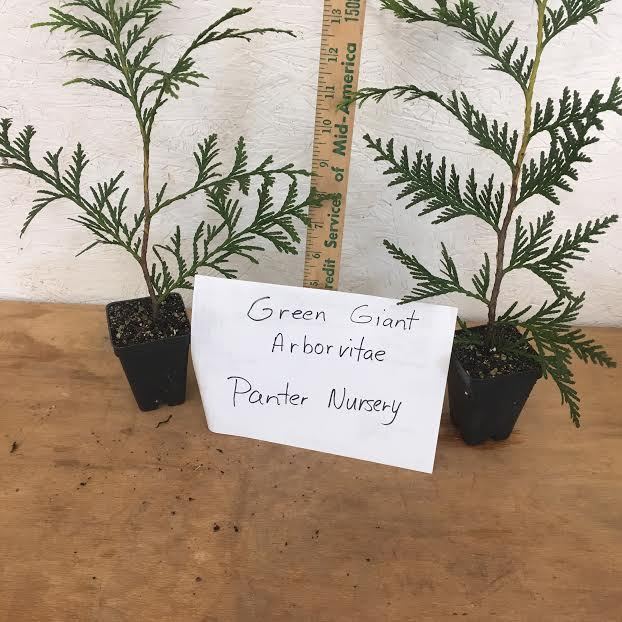 10 Green Giant 2.5″ pot 6-12″ tall ArborvitaeThuja plicata