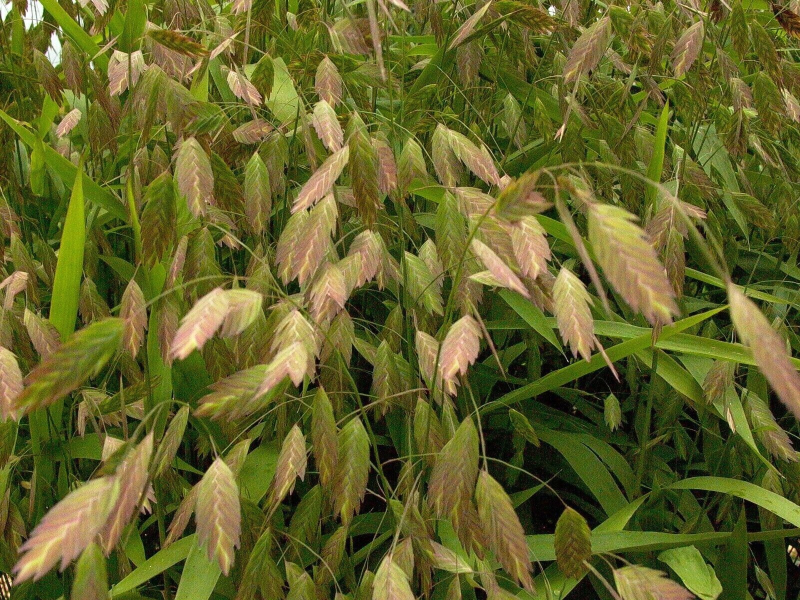 Northern Sea Oats Seeds Wonderful bamboo looking Stunning Copper Pods!!!