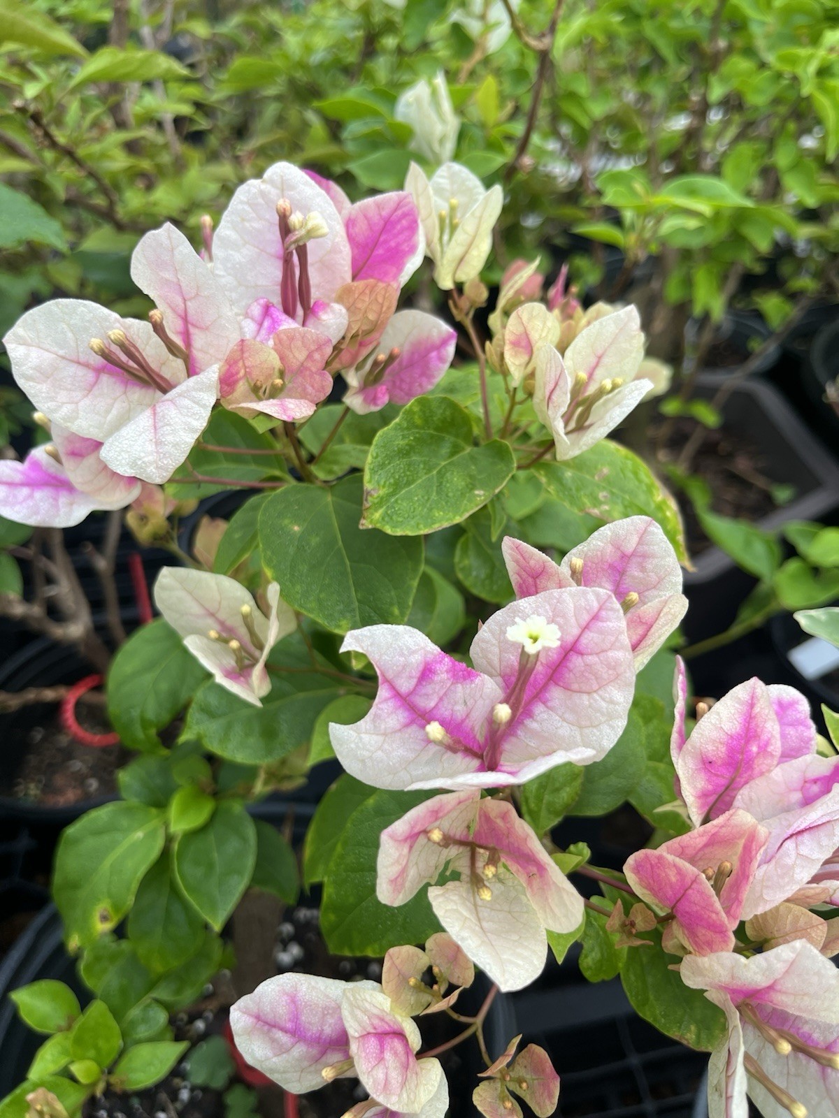 Multi 漳红樱三角梅 Makris/Aiskrim (Ice Cream) bougainvillea Bonsai own 18-20 in