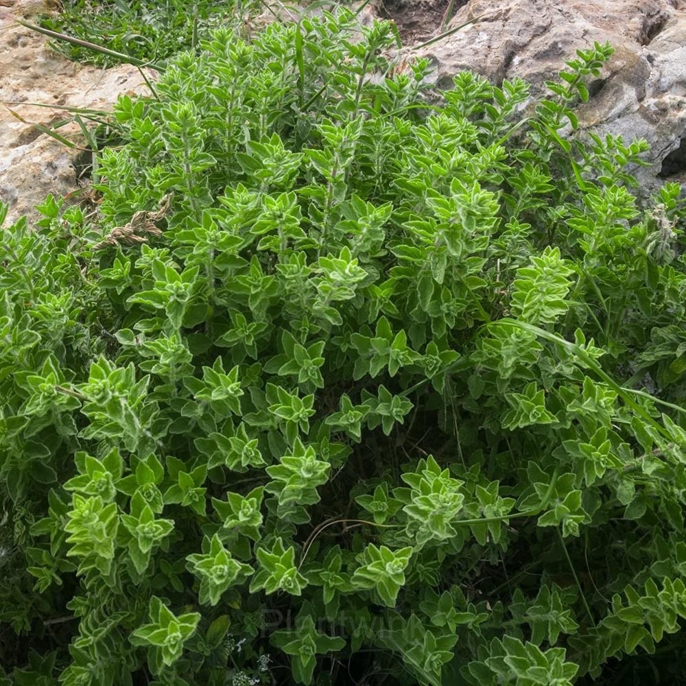 Common Oregano Seeds Heirloom Non-GMO Free Shipping
