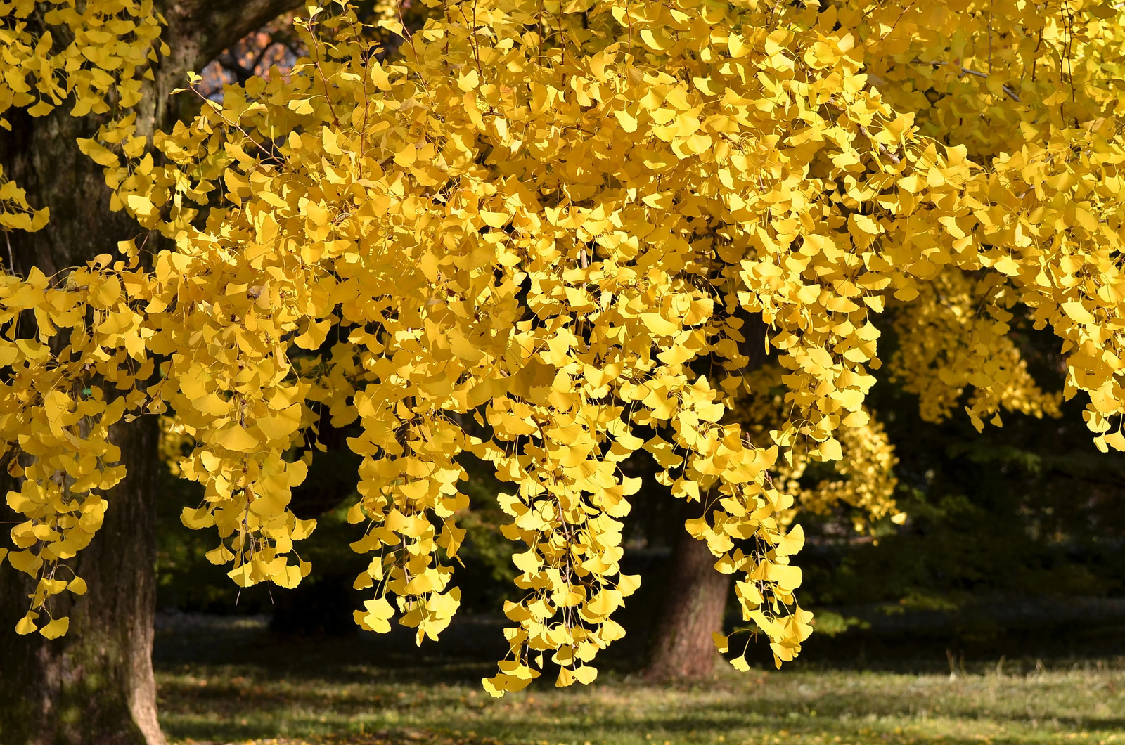 10 GINKGO BILOBA Maidenhair Tree Yellow Fall Orange “Fruit” Herb Seeds