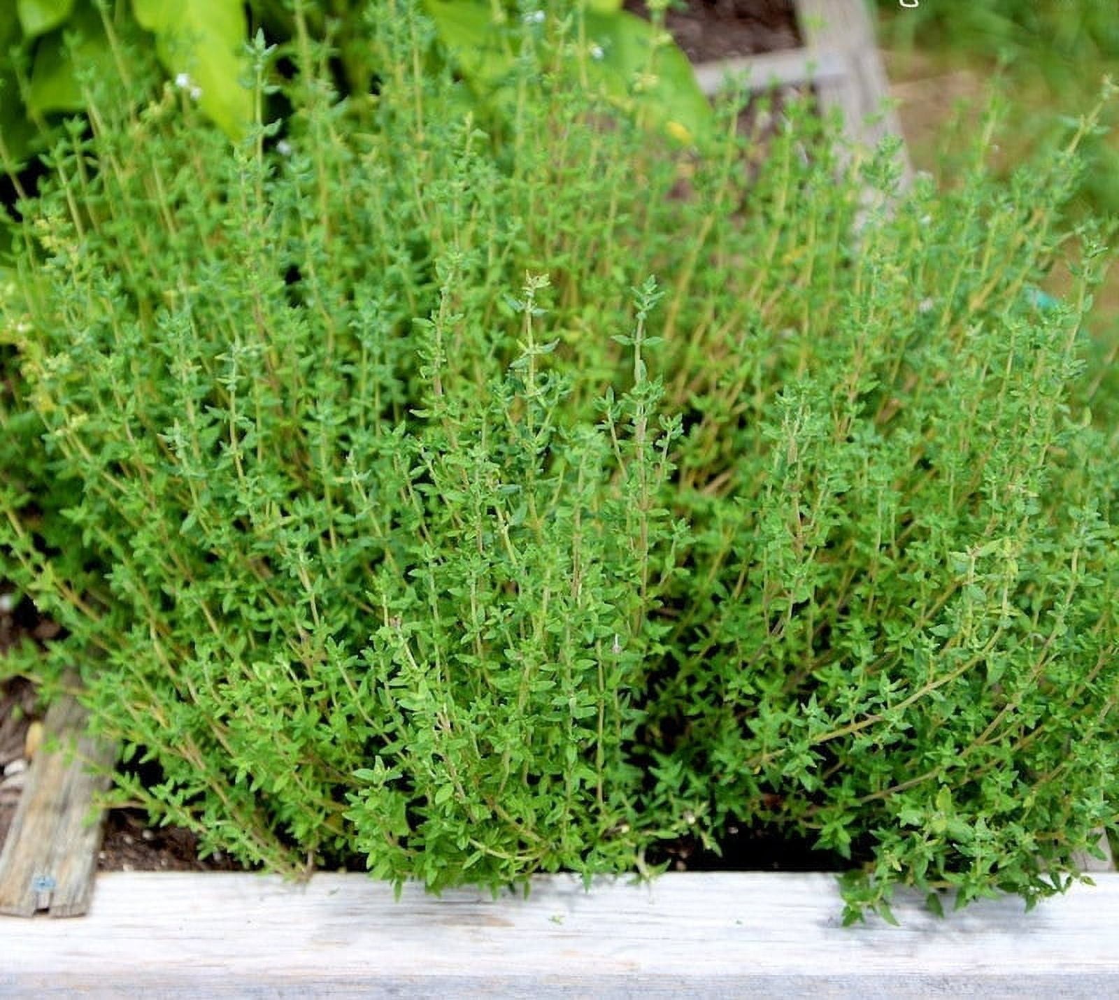 German Winter Thyme Seeds, 700 seeds Heirloom, Free Shipping