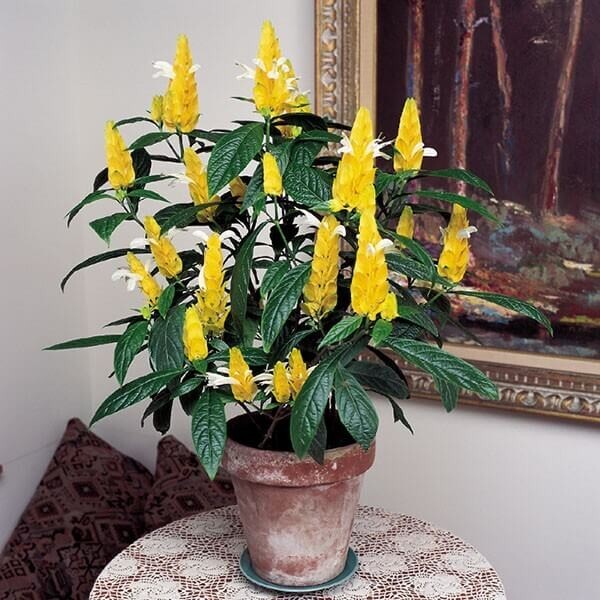 GOLDEN SHRIMP PLANT~~ Justicia brandegeana, Pachystachys Lutea,~~STARTER PLANT!!