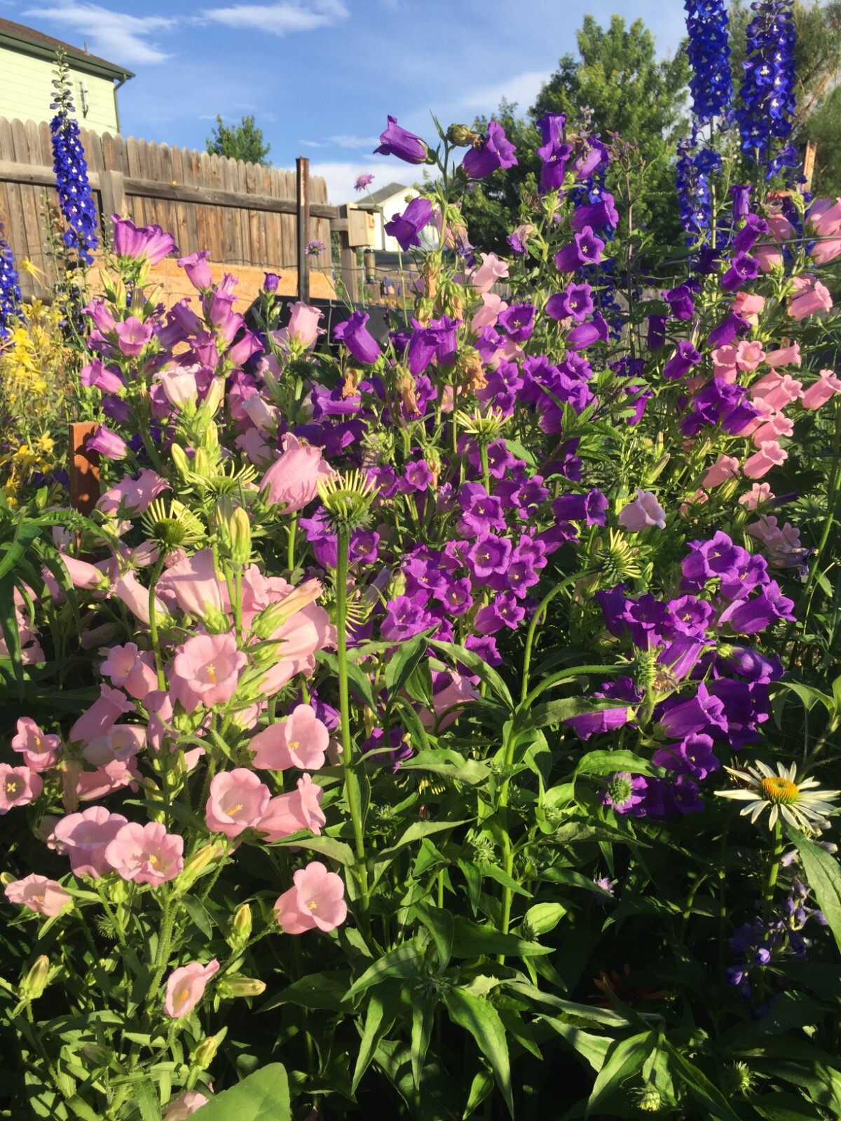 400 seeds CANTERBURY BELLS MIX colors Campanula Seeds from my garden + Gift