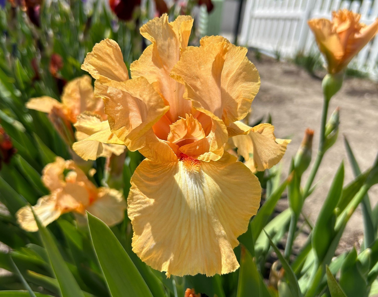 tall bearded iris rhizomes