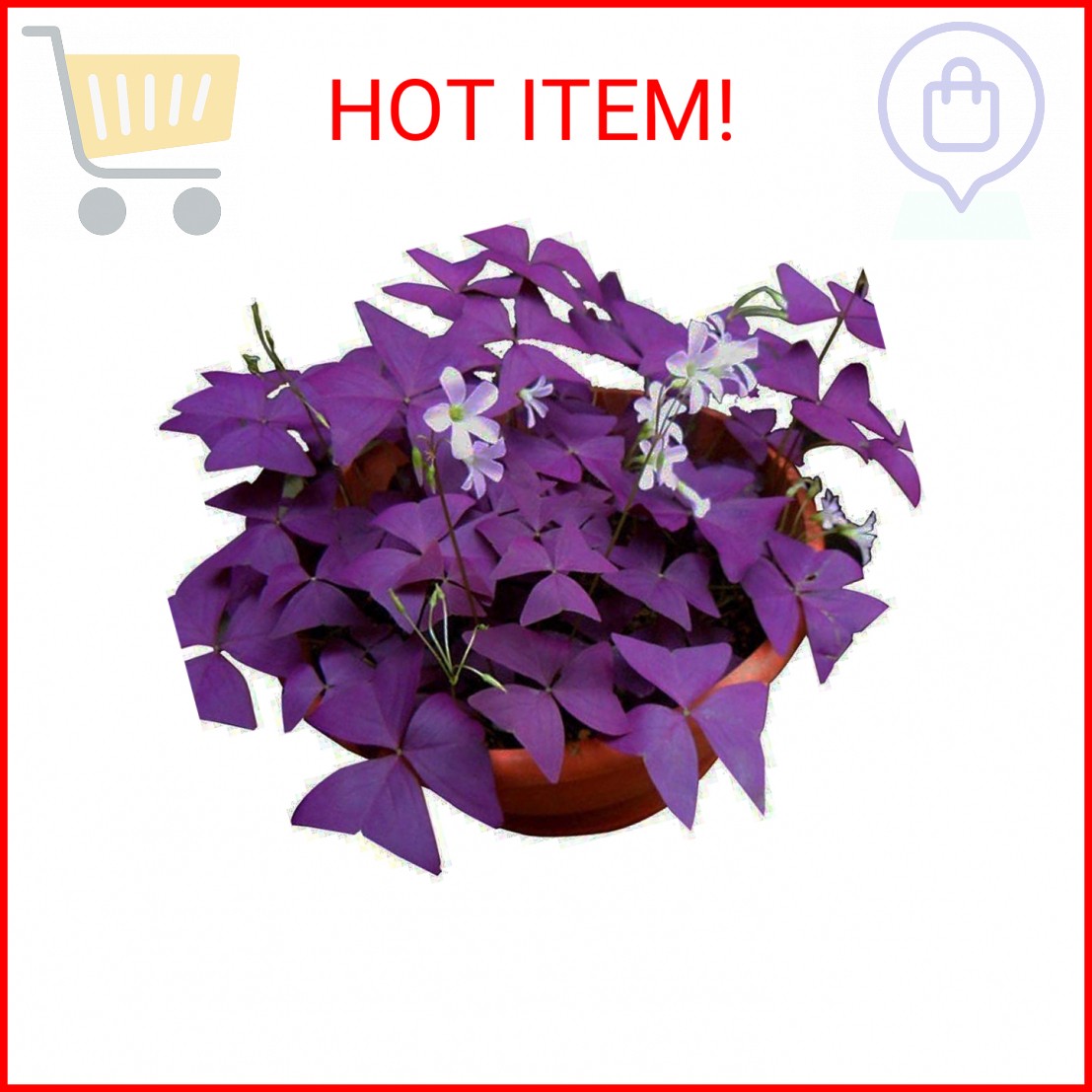 12PCS Purple Shamrocks Bulbs Good Luck Plant Purple Oxalis Bulbs for Planting Gr