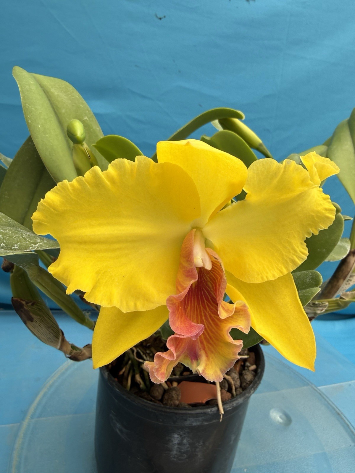 Rlc Mem Jim Nickou X Heather’s Gold Blooming Fragrant Orchid Eros Hybrid 7” Pot