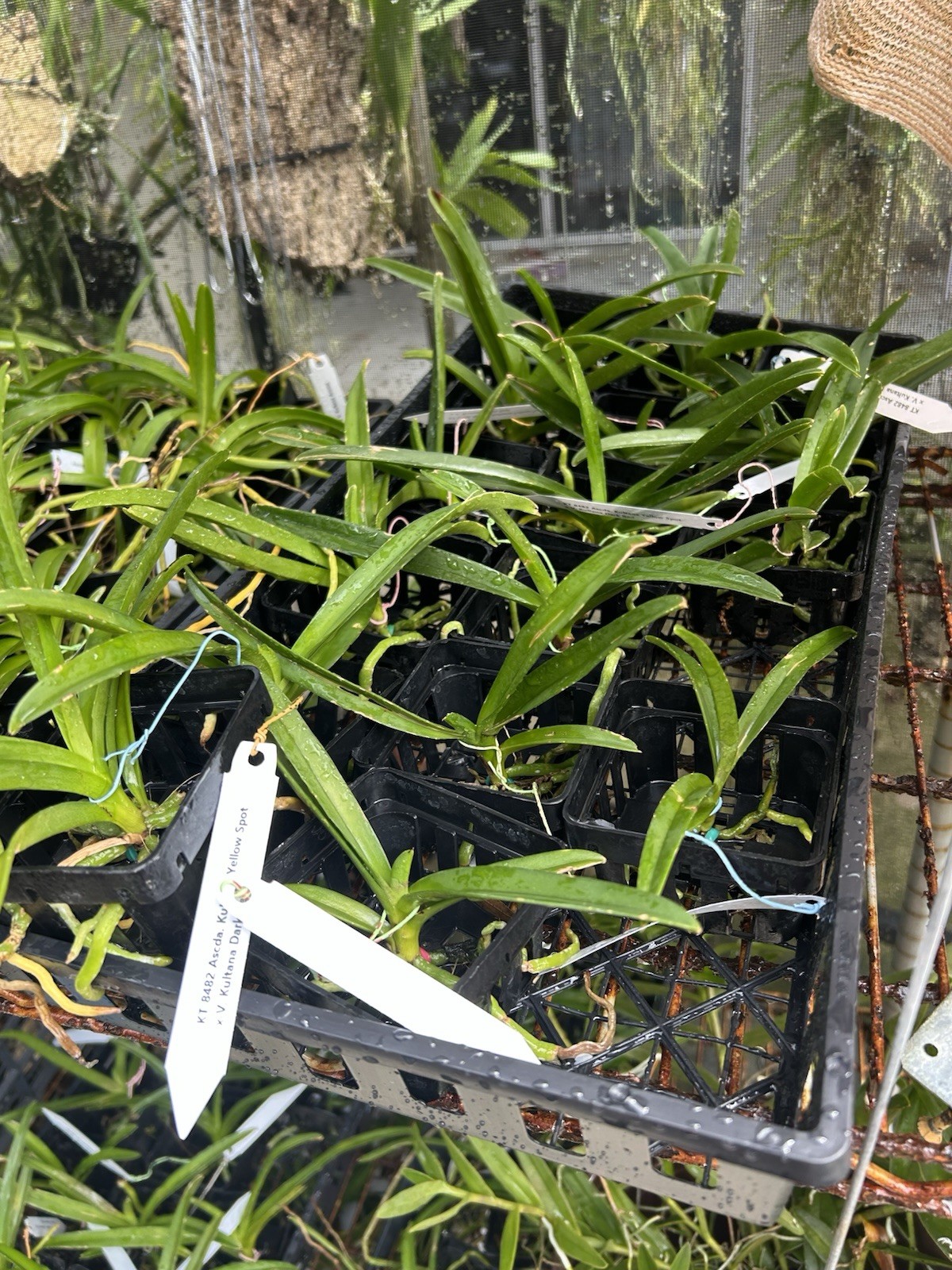 Ascda. Kultana Yellow Spot xV. Kultana Dark Red, Orchids Seedling