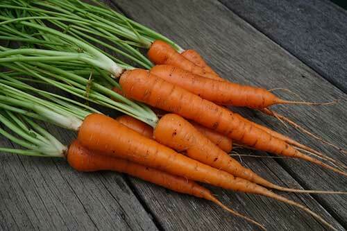 Tendersweet Carrot Seeds HEIRLOOM, Non-Gmo, Fresh & Fun Little Carrots