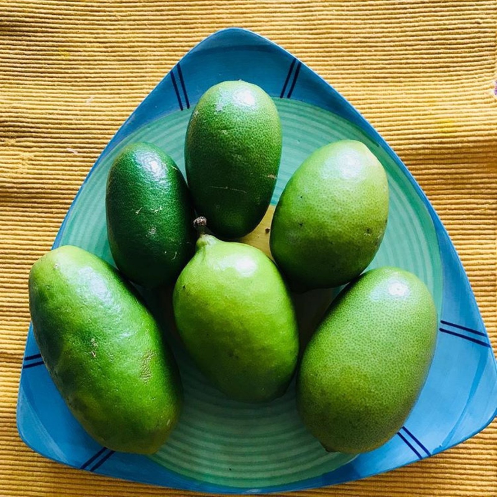 Assam lemon plant (Kaji Nemu), rooted, shipped in container with soil