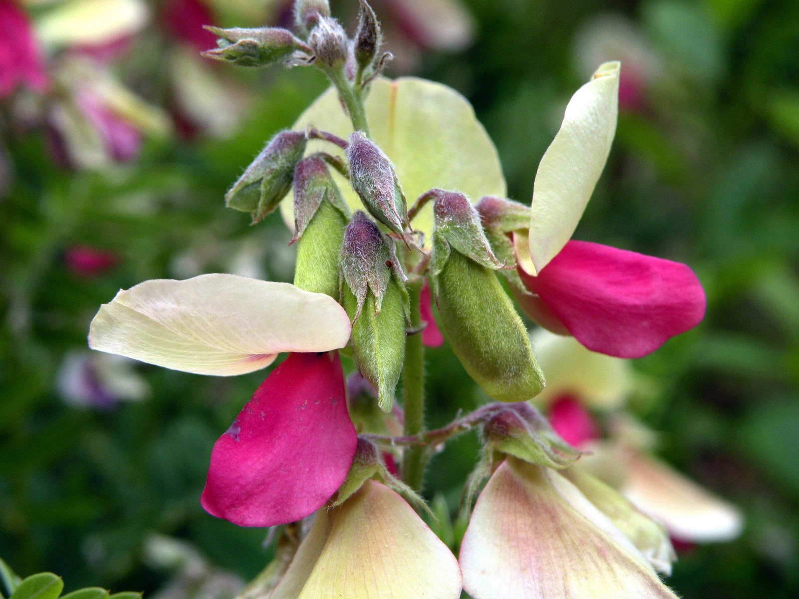 30 GOAT’S RUE Tephrosia Virginiana Cracca Flower Grass Legume Ground Cover Seeds