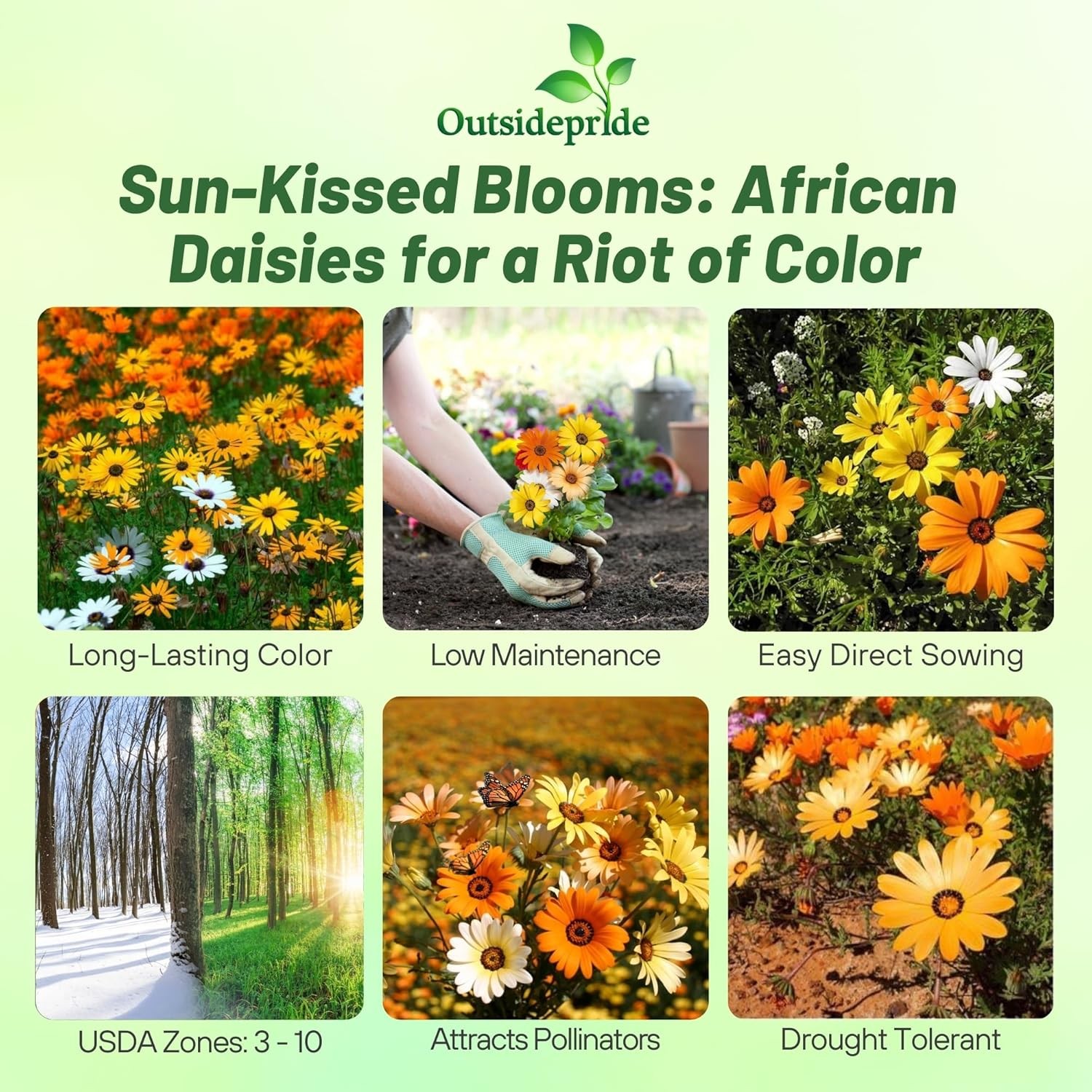 5000 Seeds African Daisy Seed Mix For Planting – Wild Flower Seeds For