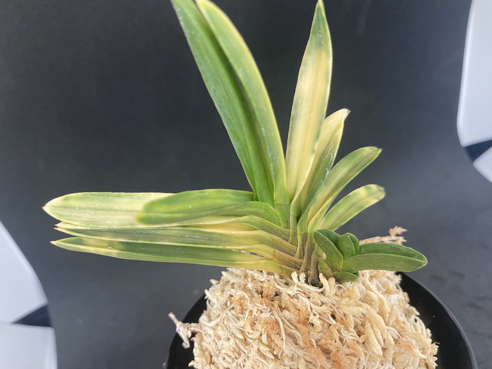 Neofinetia falcata A325DK119. BENIBOUSHI-TORA 紅法師虎