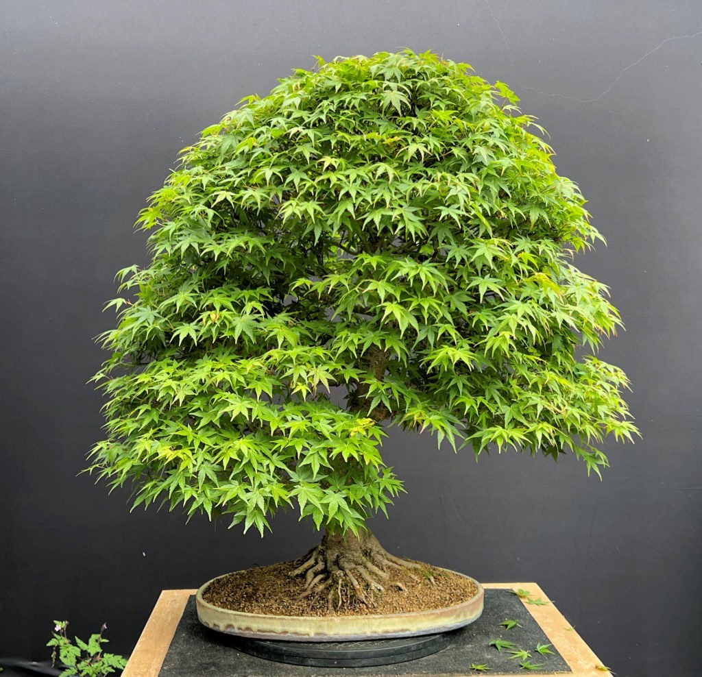 Bonsai Tree Seed Kit – 90 Seeds, 9 Different Tree Species + Growing Instructions