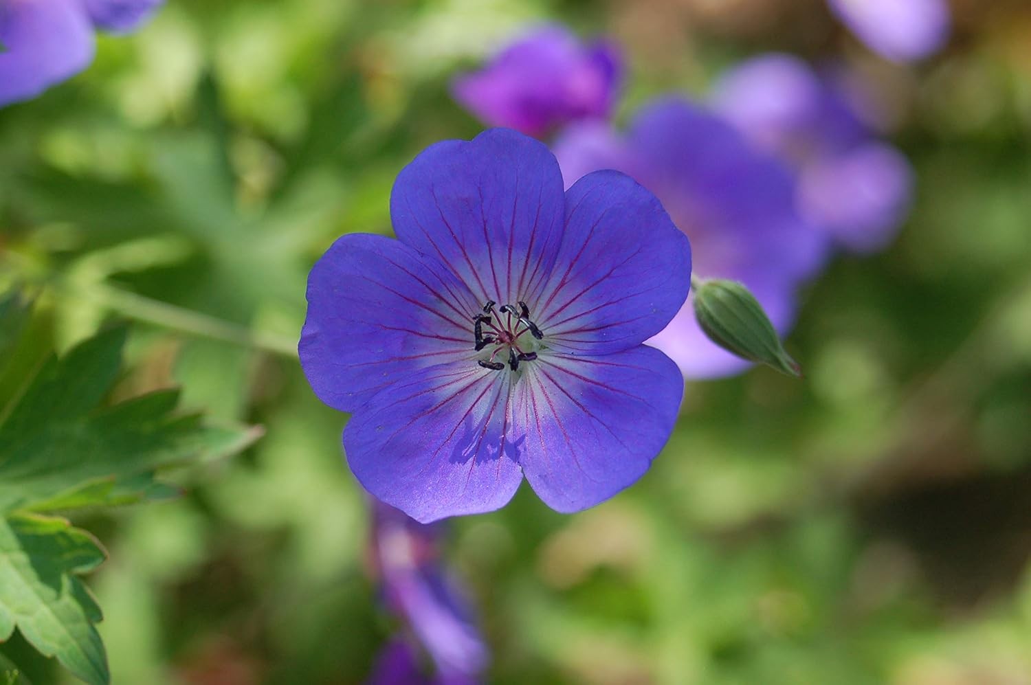 Geranium ‘Rozanne’ (Cranesbill) Perennial, blue flowers, 1 – Size Container