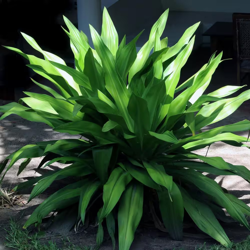 1 Gal. Aspadistra Cast Iron Plant