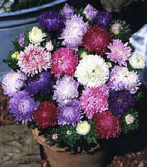 Aster Duchesse Peony Mix 2,000 seeds
