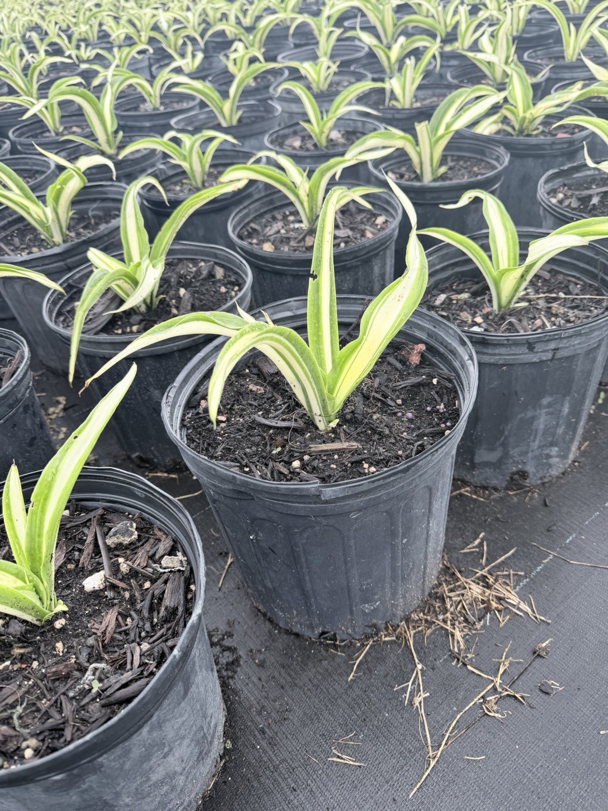 Furcraea Foetida | False Agave | variegated Mauritius hemp in quart size pot