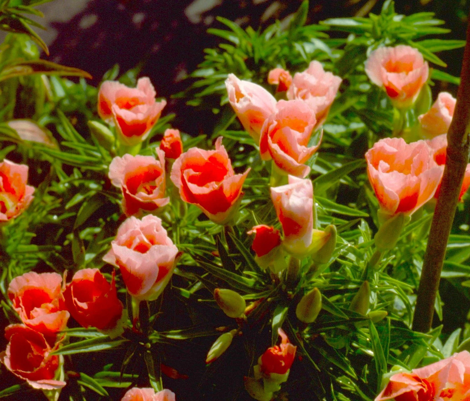 Orange Glory Godetia Seeds – For 2025 Planting Clarkia Azalea Double Flowering