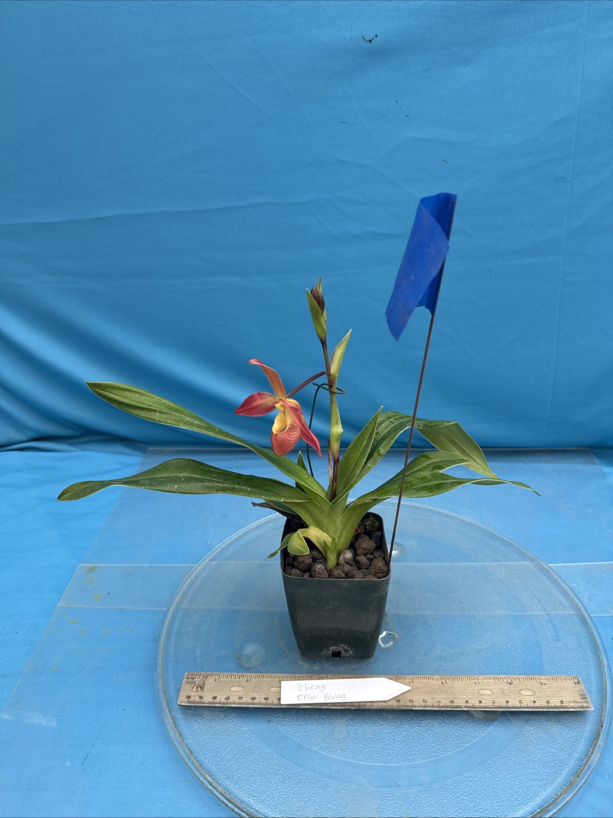 Phragmipedium Eric Young Orange Yellow Pink NBS Orchid New Import 4” Pot SPIKING
