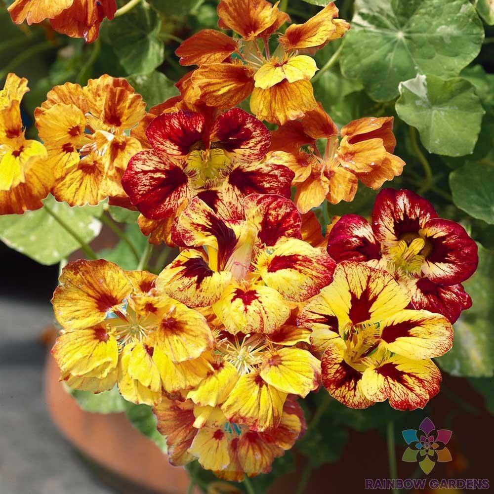 50+ Orchid Flame Nasturtium Seeds for Garden Planting – USA – FAST SHIPPING!