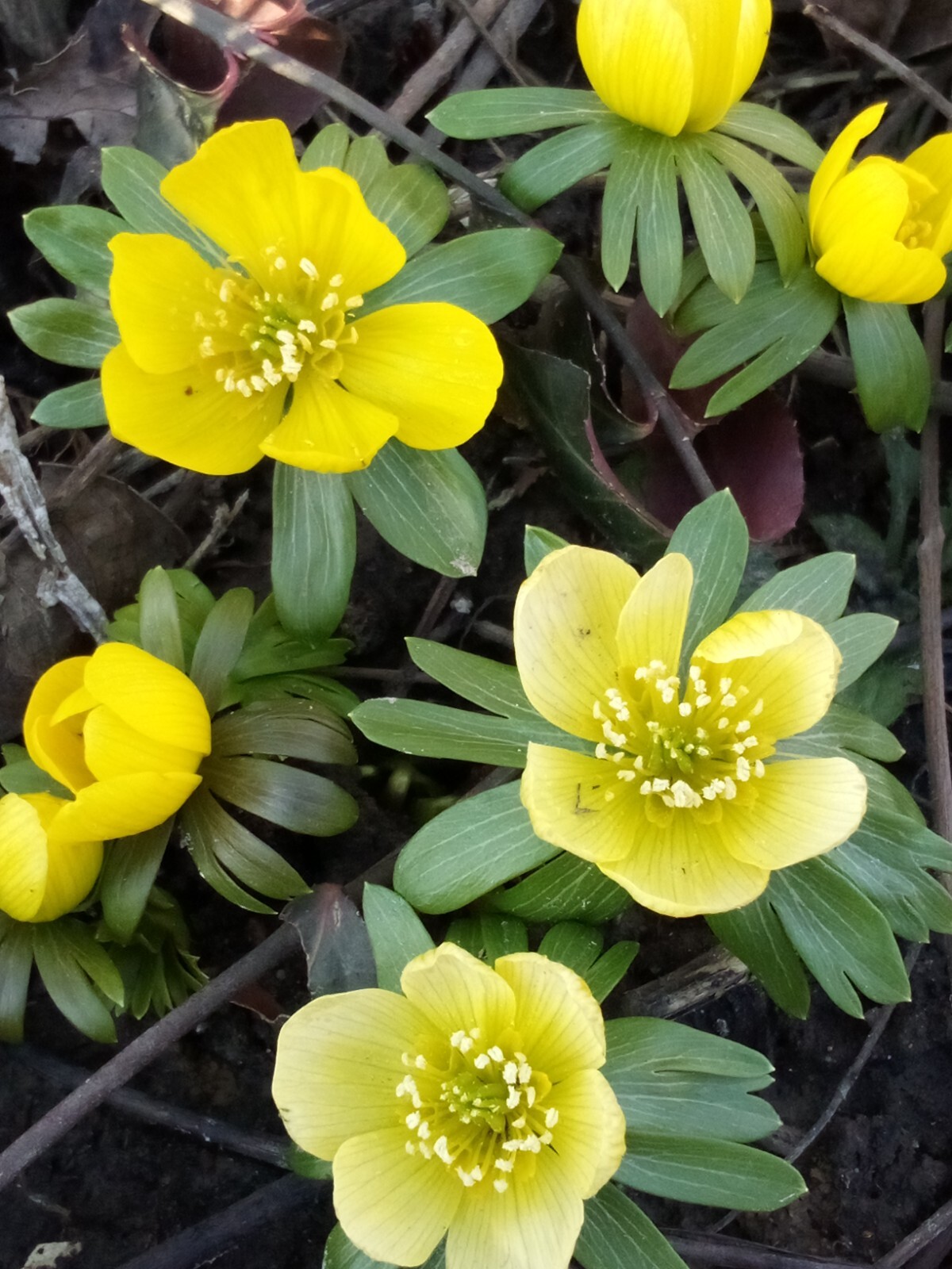 100 SEEDS WINTER ACONITE
