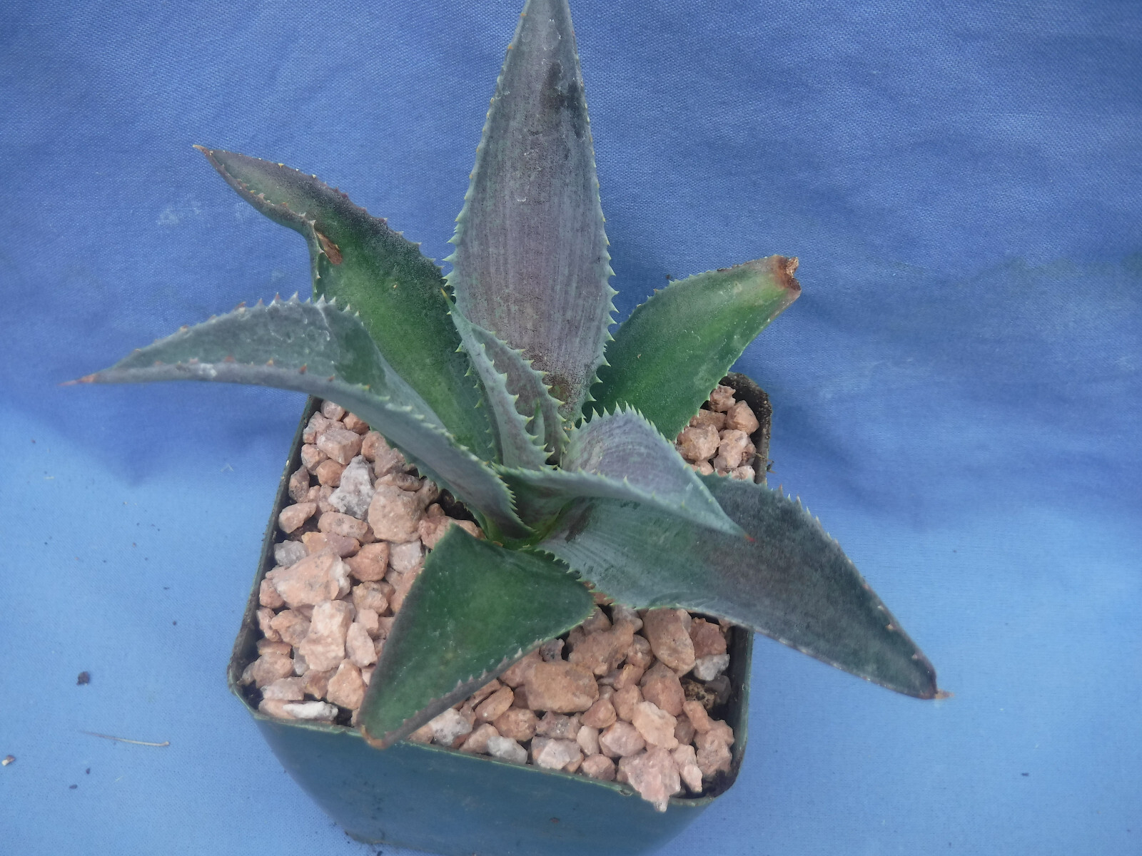 Silver Fox Mangave STARTER Plant Agave & Manfreda Hybrid Silver When Mature 4″+!