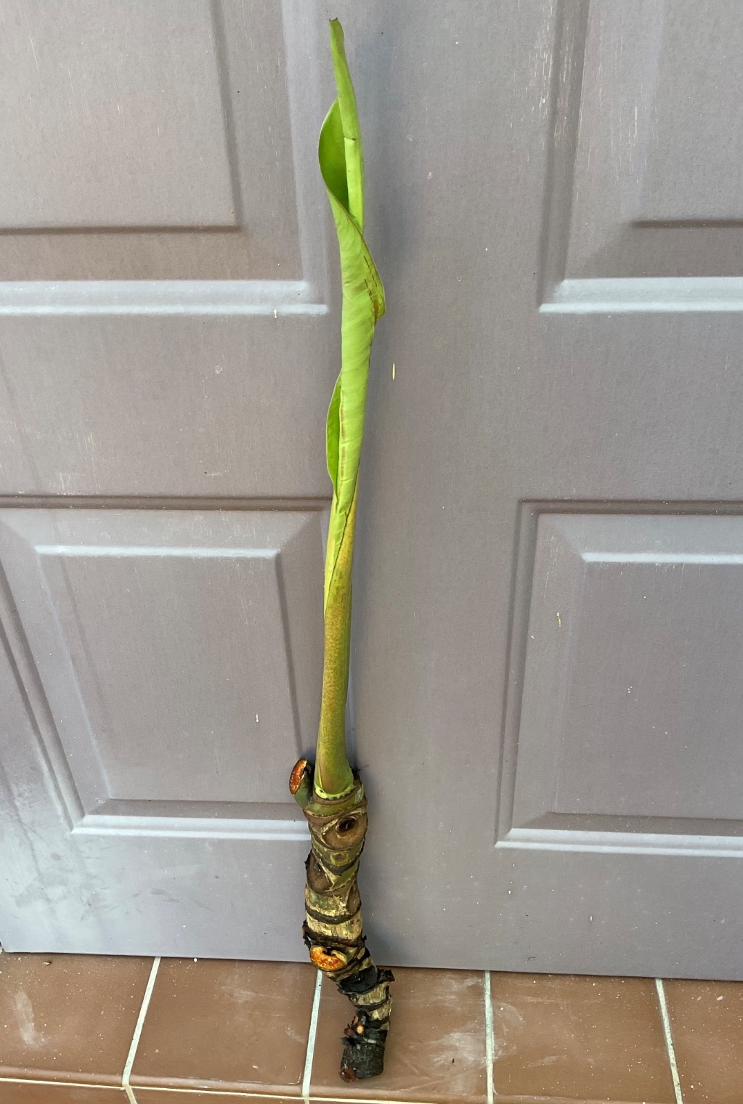 Philodendron davidsonii rhizome species Aroid houseplant