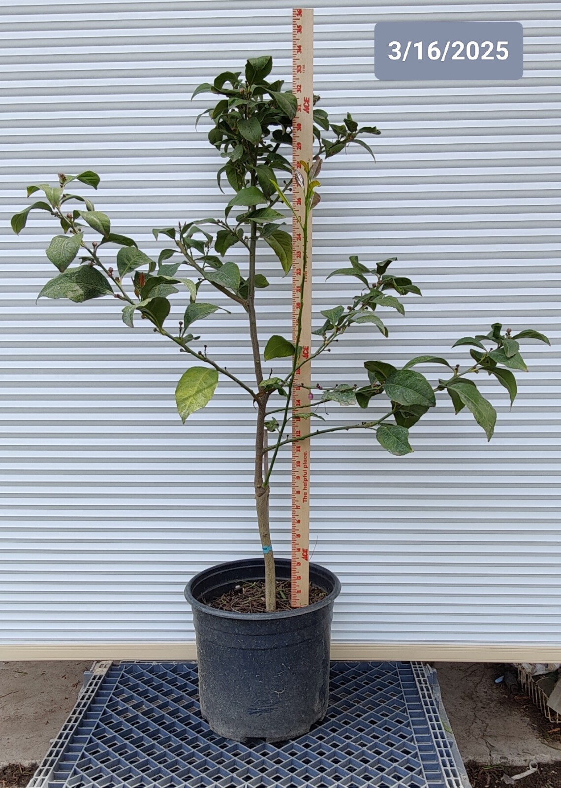 1 (One) Live Plant of “EUREKA LEMON” grafting, about 20-30″ Tall
