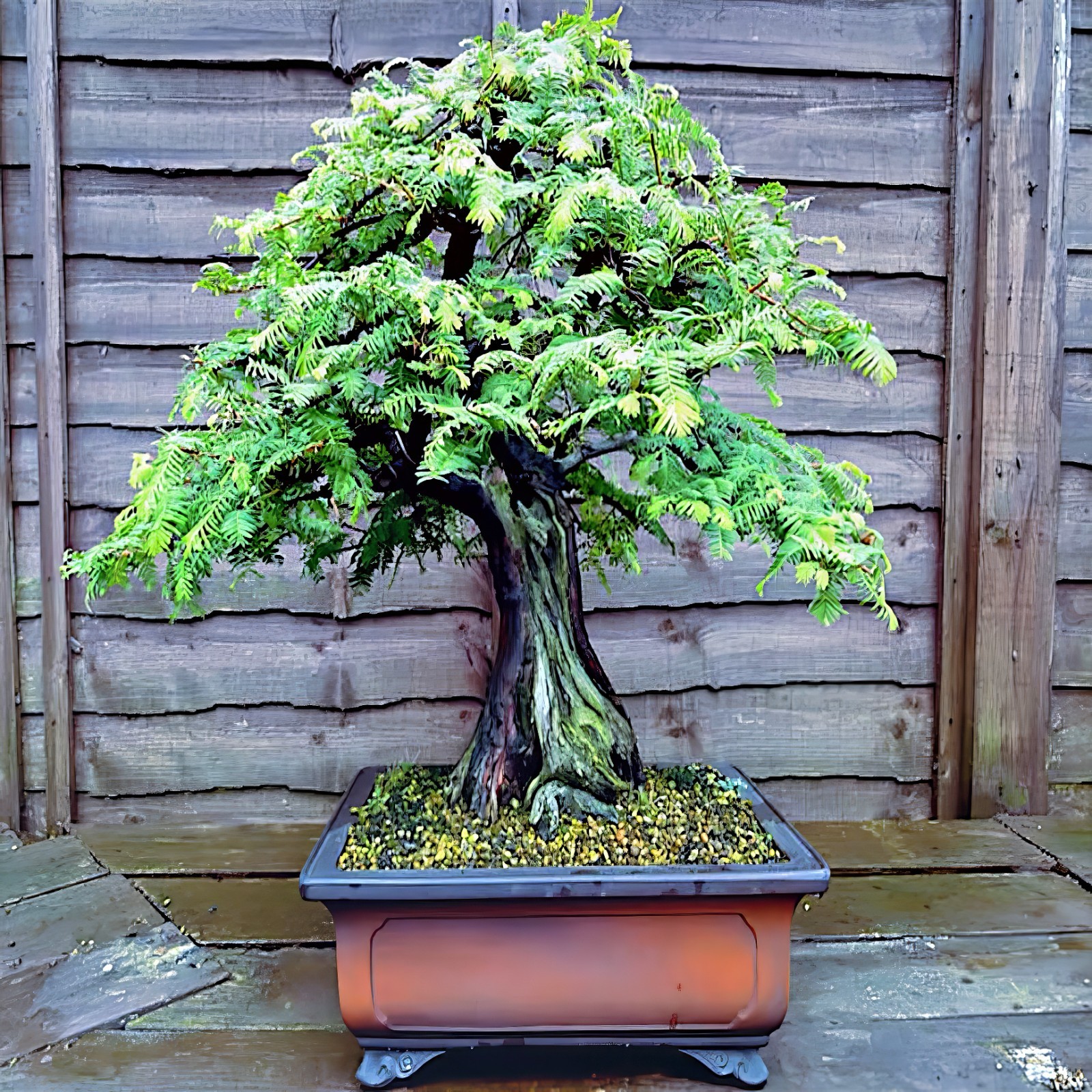 Dawn Redwood Tree Seeds (Metasequoia glyptostroboides) Fast Hardy Bonsai Plant