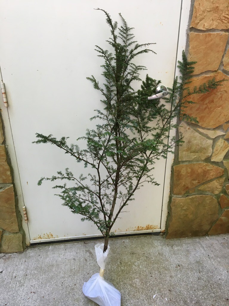 Appalachian Mountain Grown Eastern Hemlock Evergreen Starter 36″ Tall Seedling