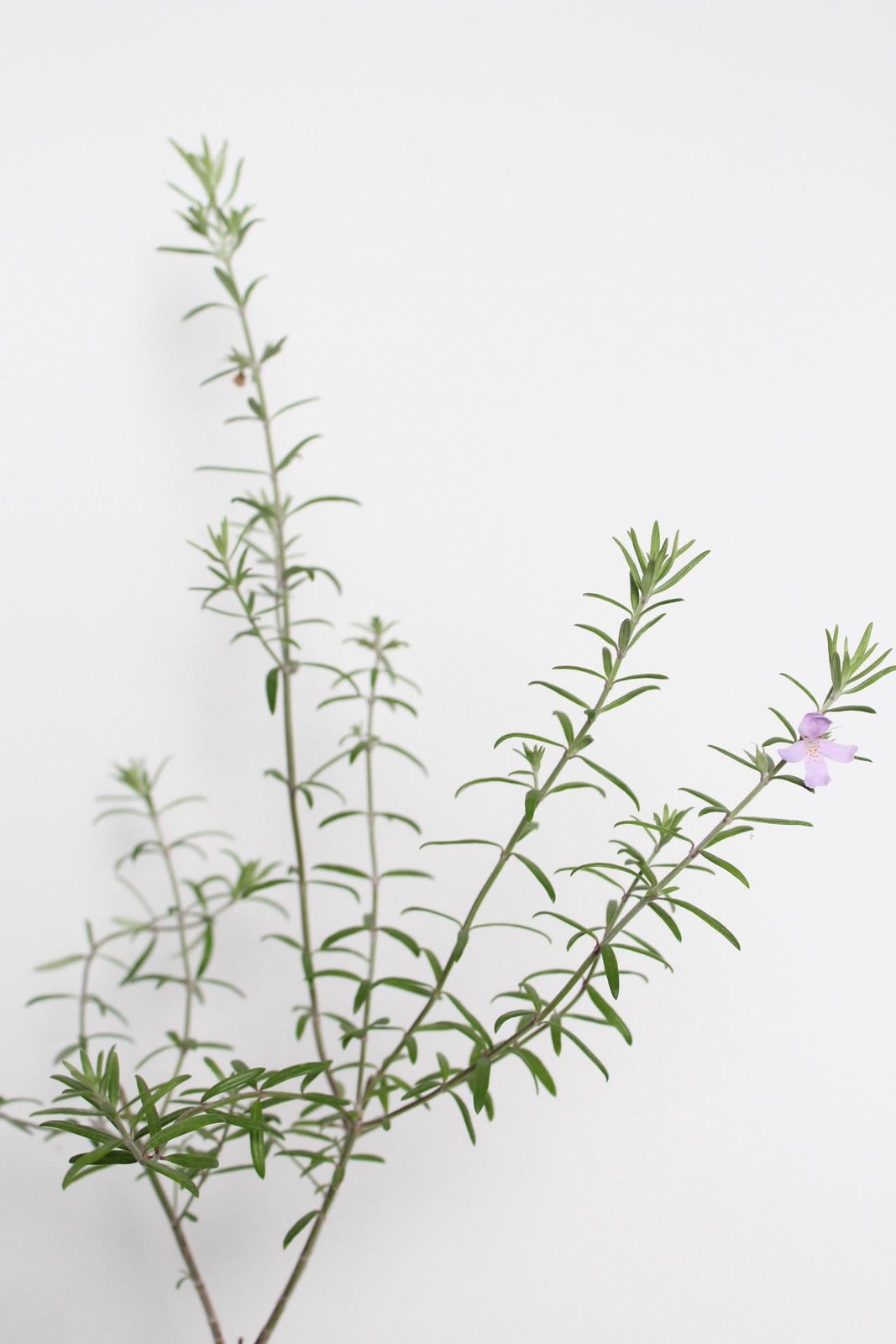 Coastal Rosemary, 2 Inch Pot, Purple Flowering Evergreen Shrub