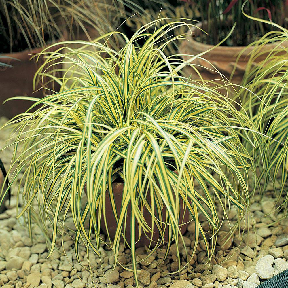 Carex Evergold Sedge 15 Plants in 3-1/2 inch Pots