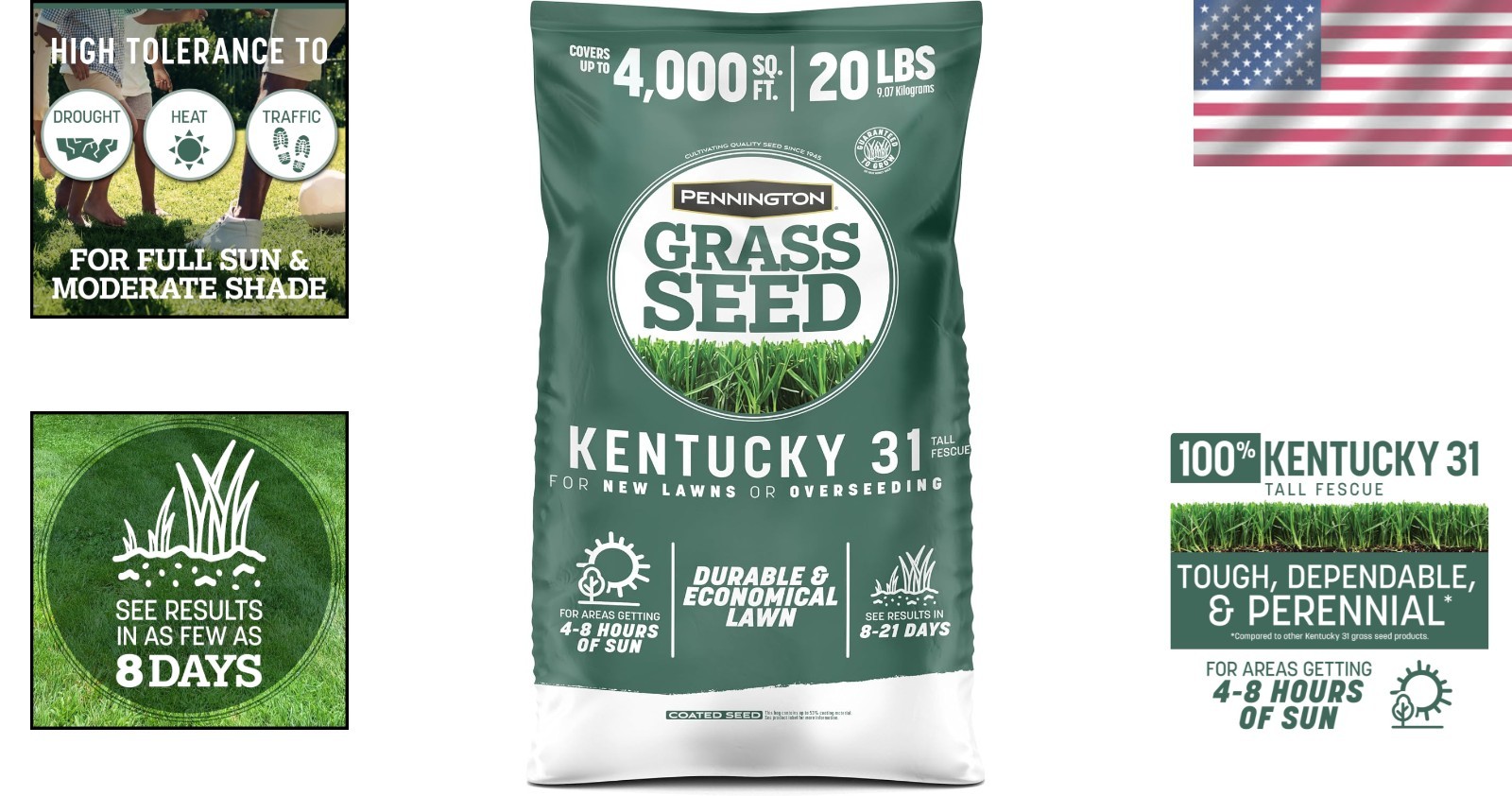 Kentucky 31 Tall Fescue Grass Seed