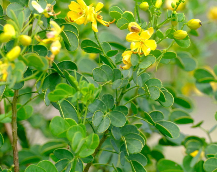 Set 4 Cassia Bicapsularis Starter Plant – 4-6″ Tall – Bright Yellow Flowers