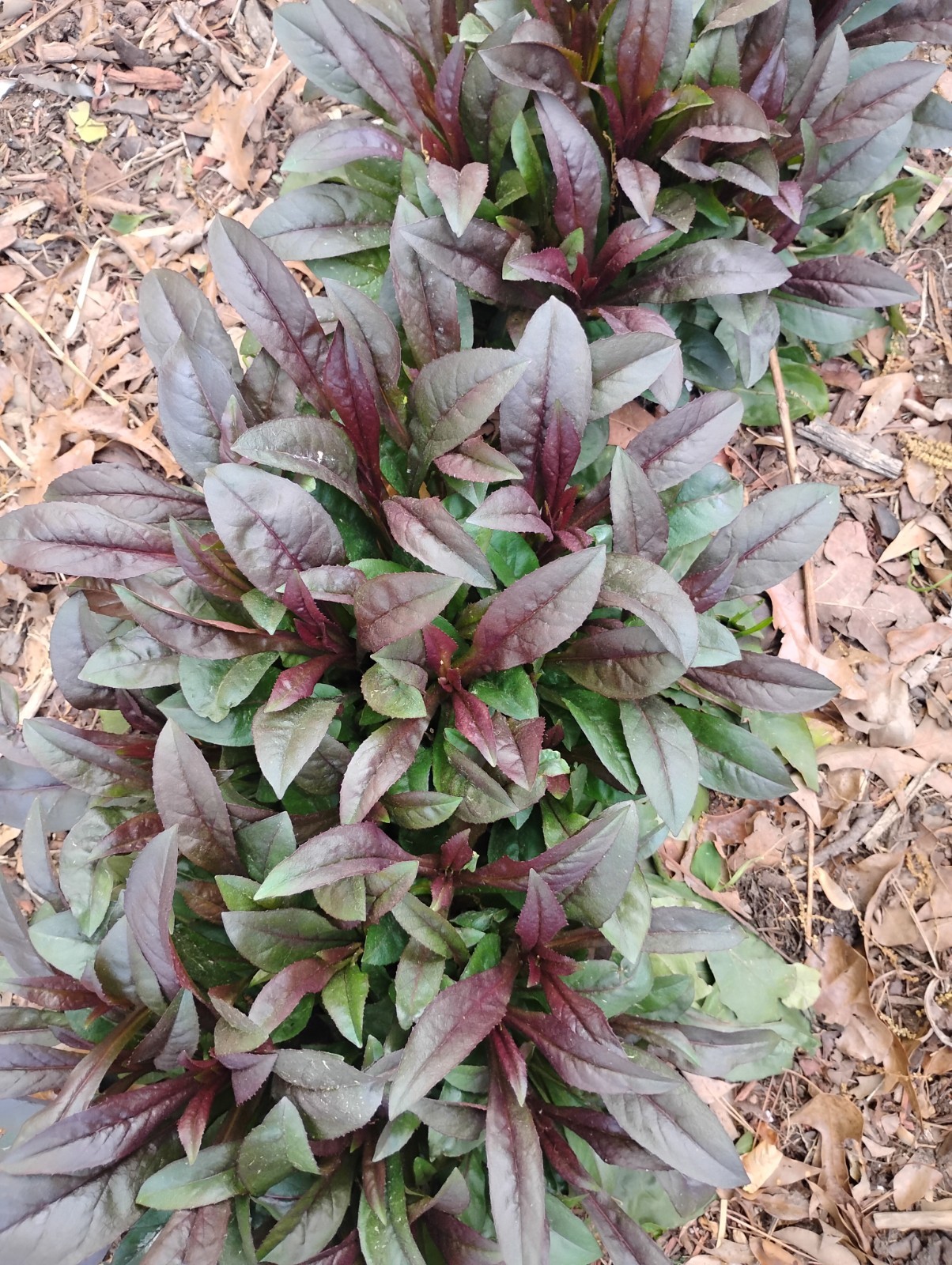 Penstemon Blackbeard 5 Plants Perennial, Flowers, Pollinators.