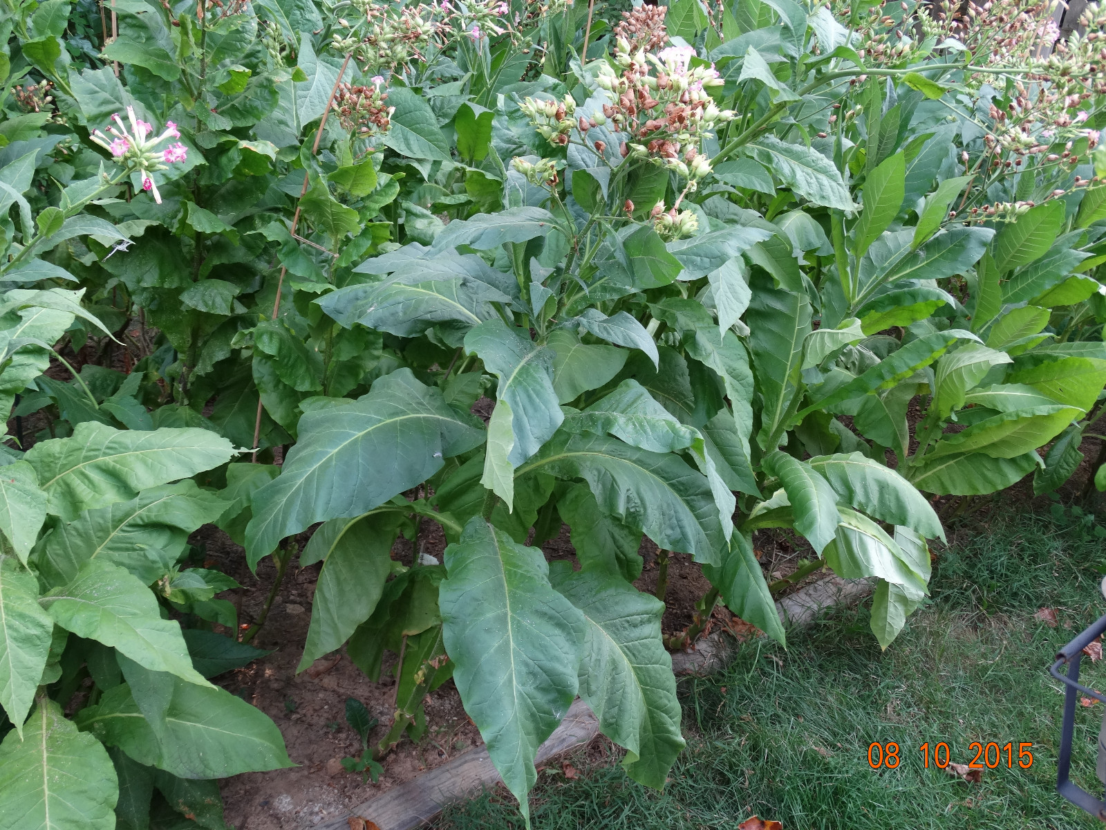 1500 Kentucky 17 Burley Tobacco SEEDS Growing Instructions Included FRESH 2024
