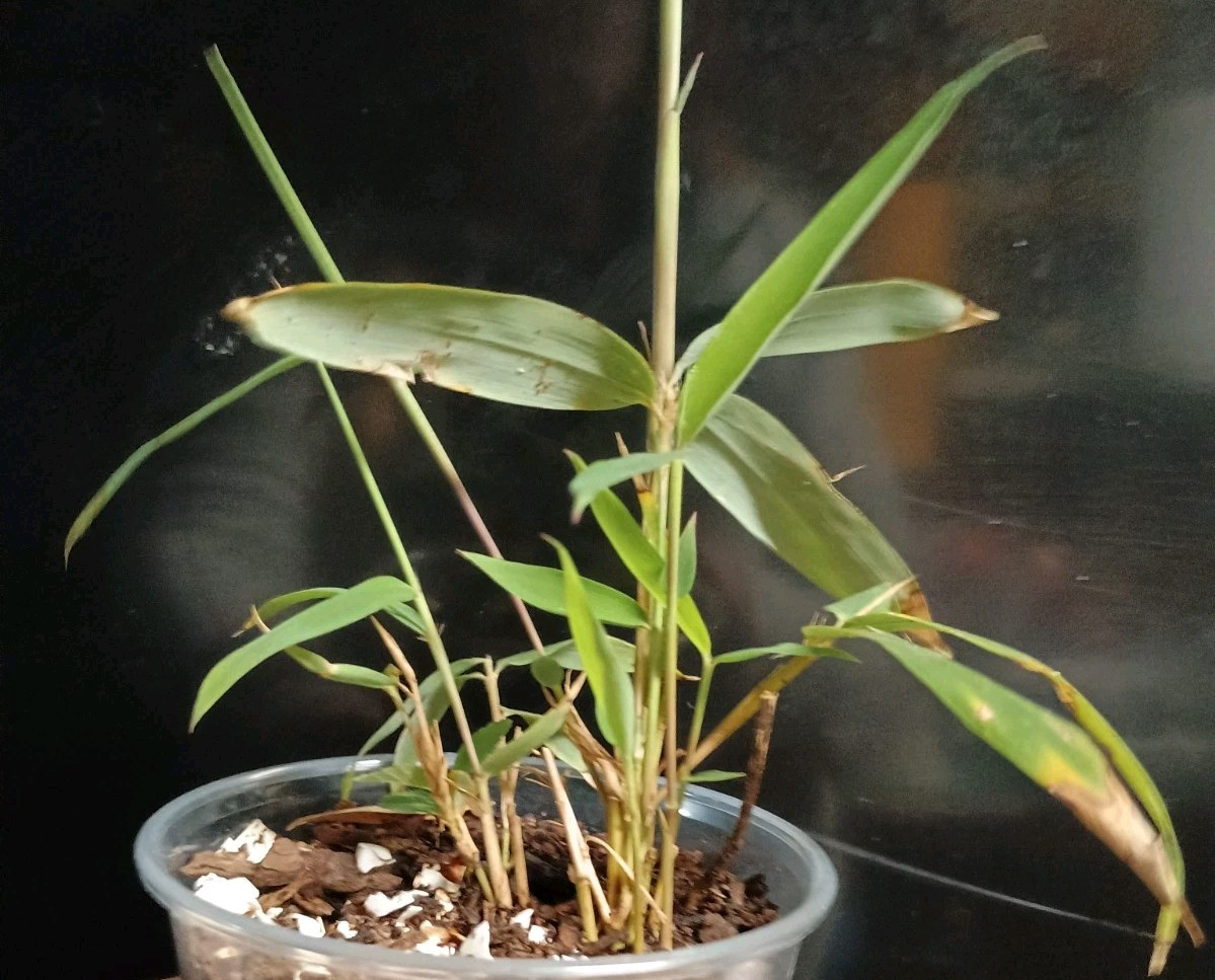 1 Bamboo Plant Live 3″ Vivax Starter Planting Now All Season Fast Tall Timber
