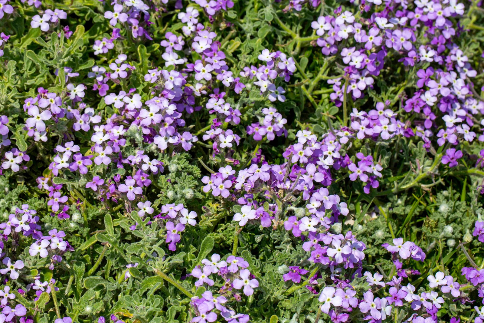 500 MIXED COLORS EVENING SCENTED STOCK Matthiola Bicornis Flower Seeds *Comb S/H