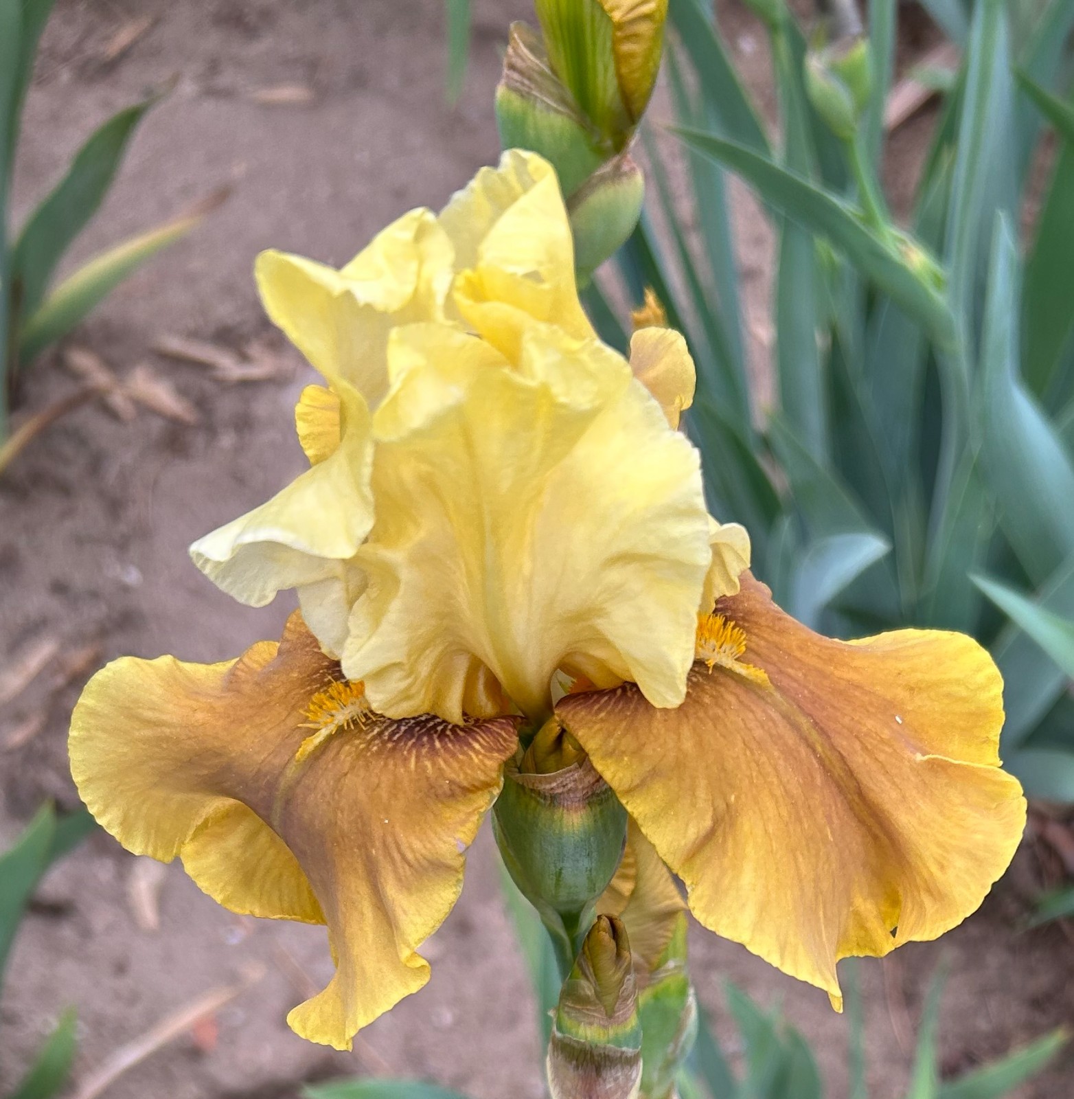 ‘Bayberry Candle’ iris rhizome + gift, combined shipping $1 each additional