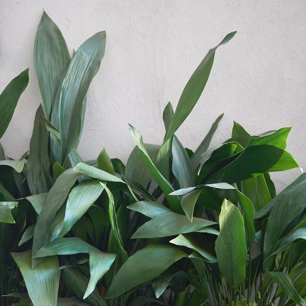 1 gal. Aspadistra Cast Iron Plant
