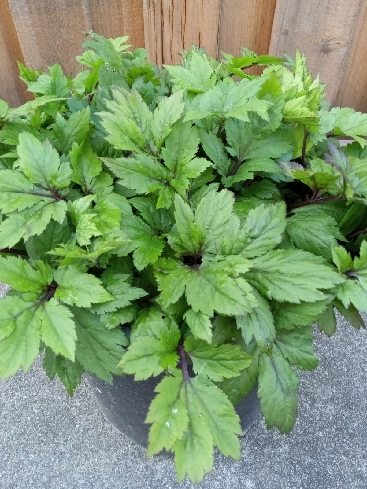 Ashitaba Tomorrows Leaf Angelica Keiskei Japanese 明日草 – Rooted Starter Plants