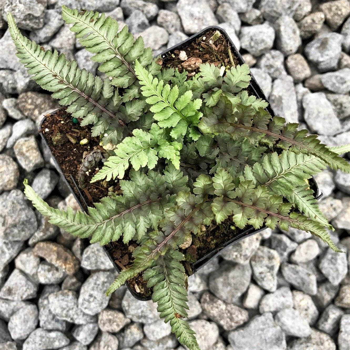Japanese Painted Fern Athyrium 15 Plants in 3-1/2 Inch Pots