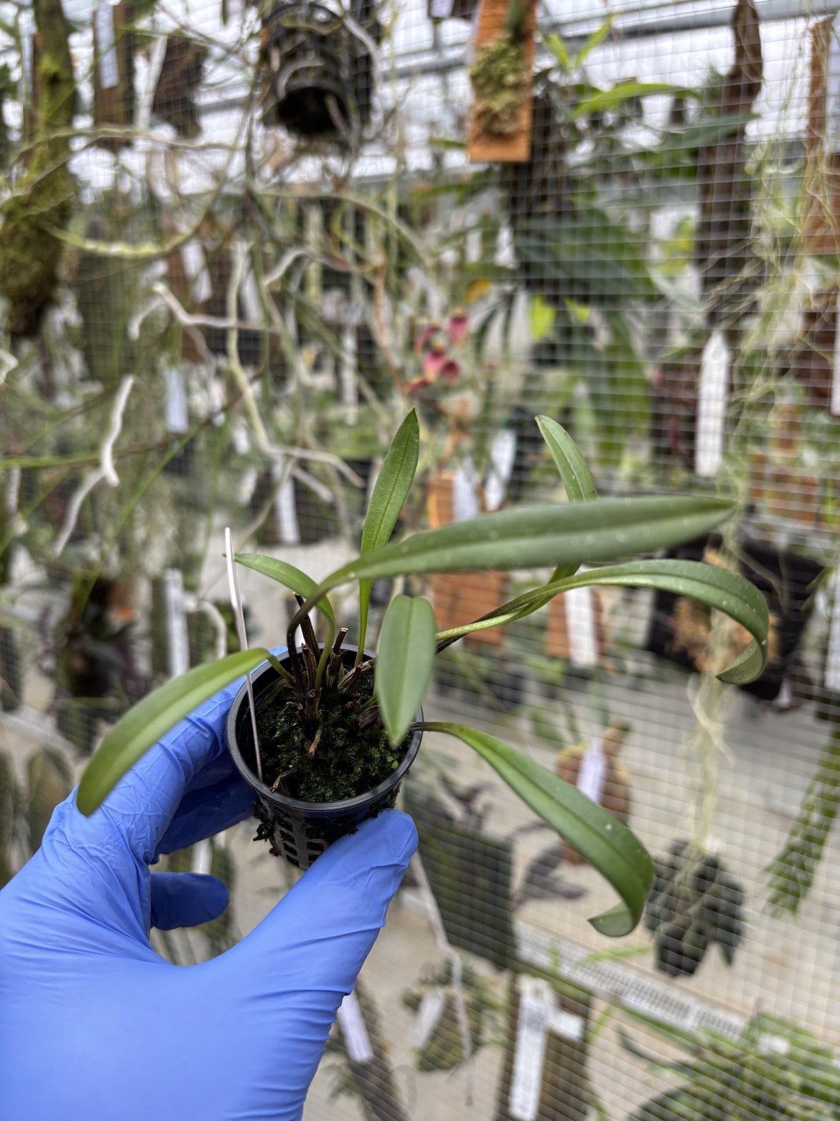 Masdevallia pileata rare orchid species bloom size miniature