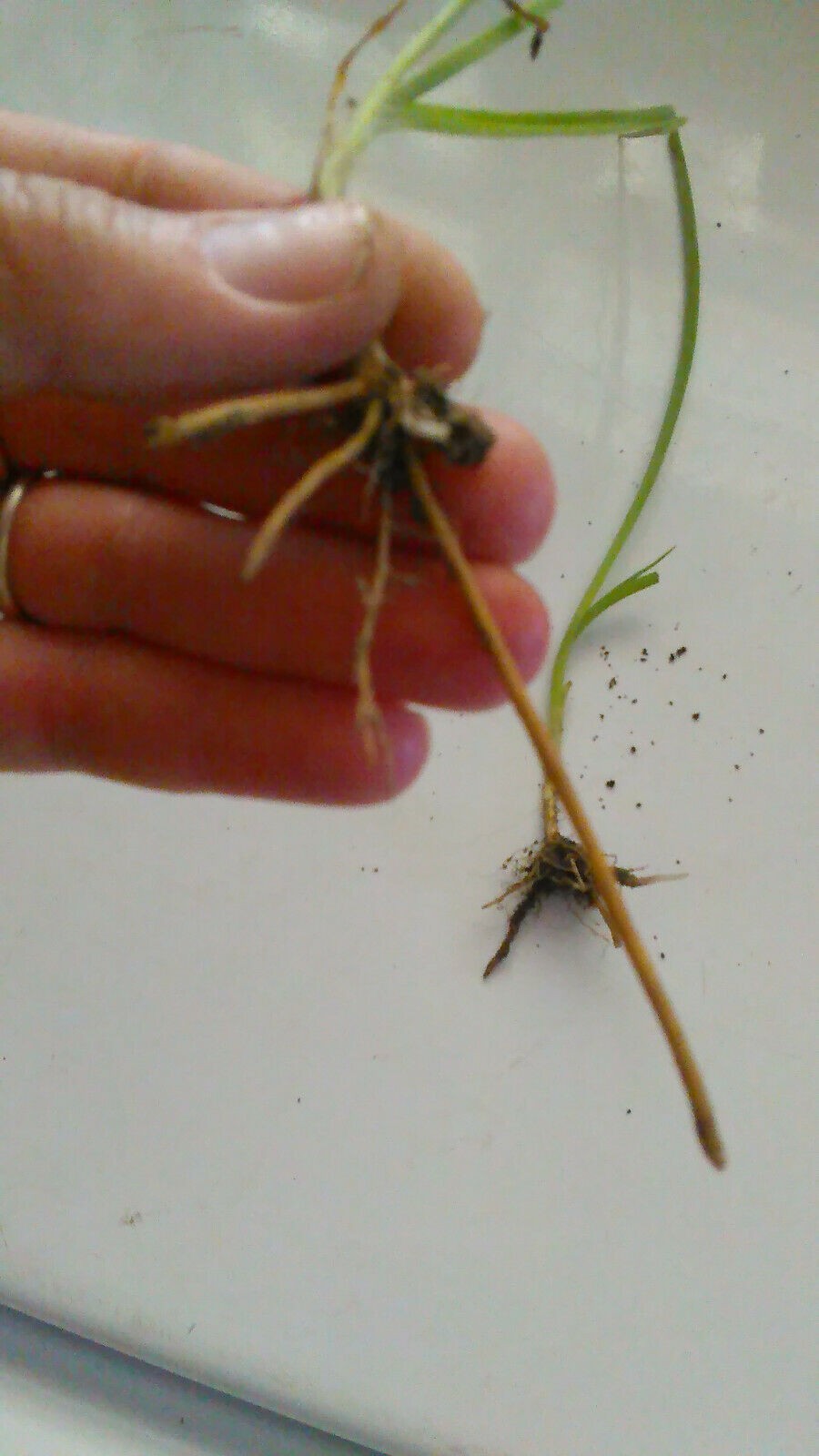 10 Spiderwort Transdescantia Purple Flower Bare Root Rhizome Bulbs- Live Plants