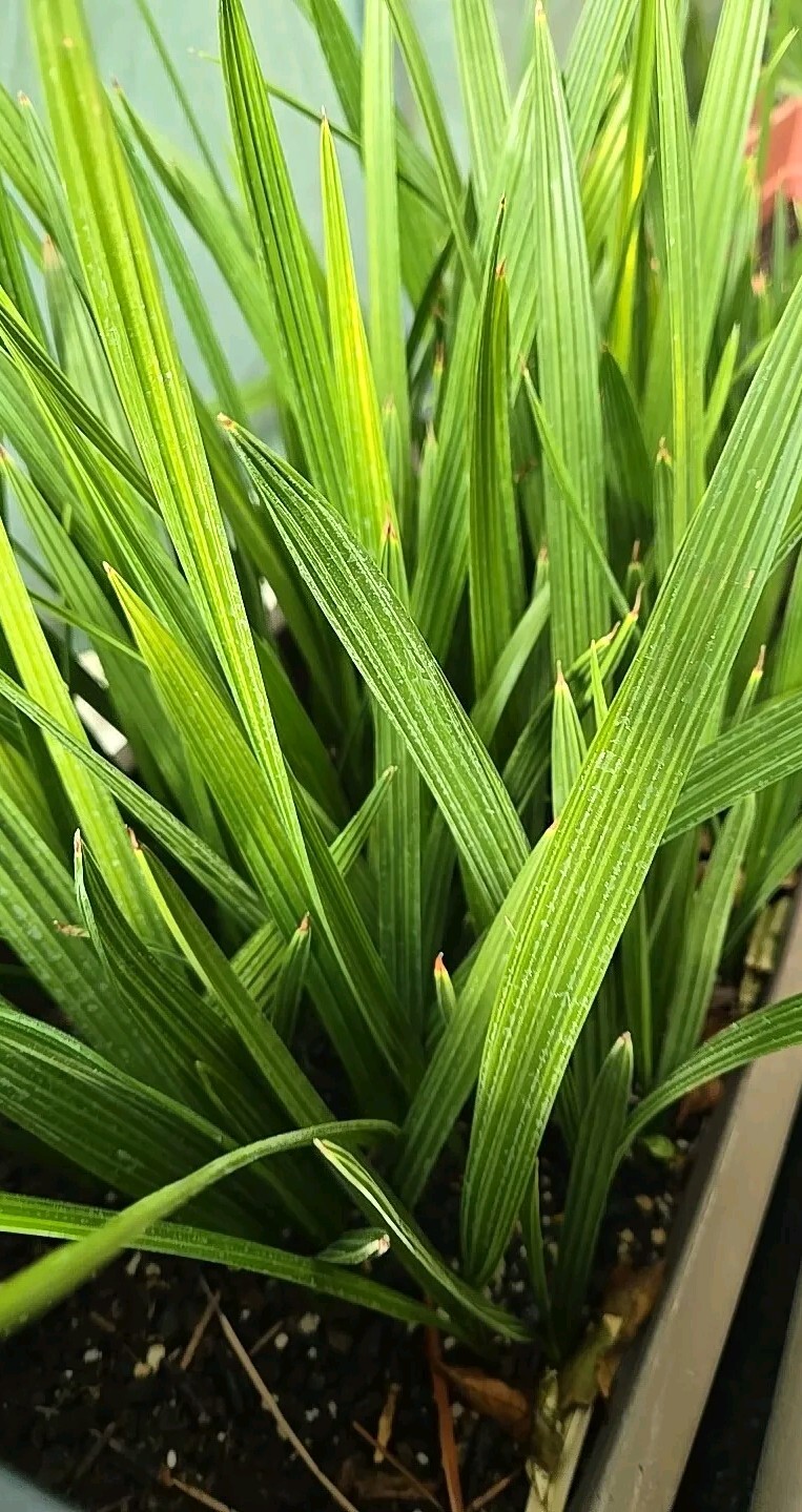 1- Medjool 1+ Year Old Date Palm Tree Seedling Phoenix Dactylifera Plant Sapling