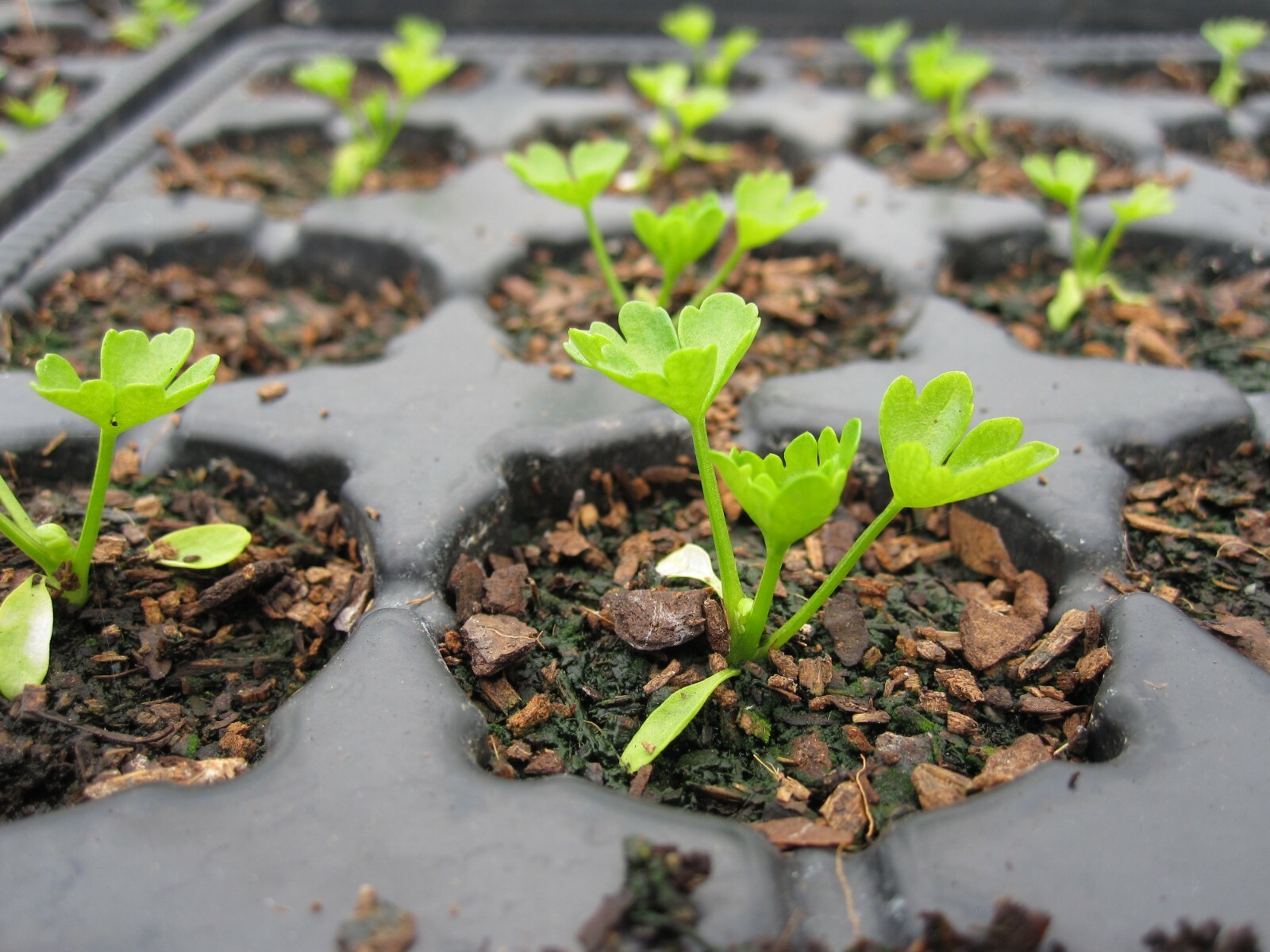 1000+TALL UTAH CELERY Seeds Organic Heirloom Vegetable Summer Garden Container