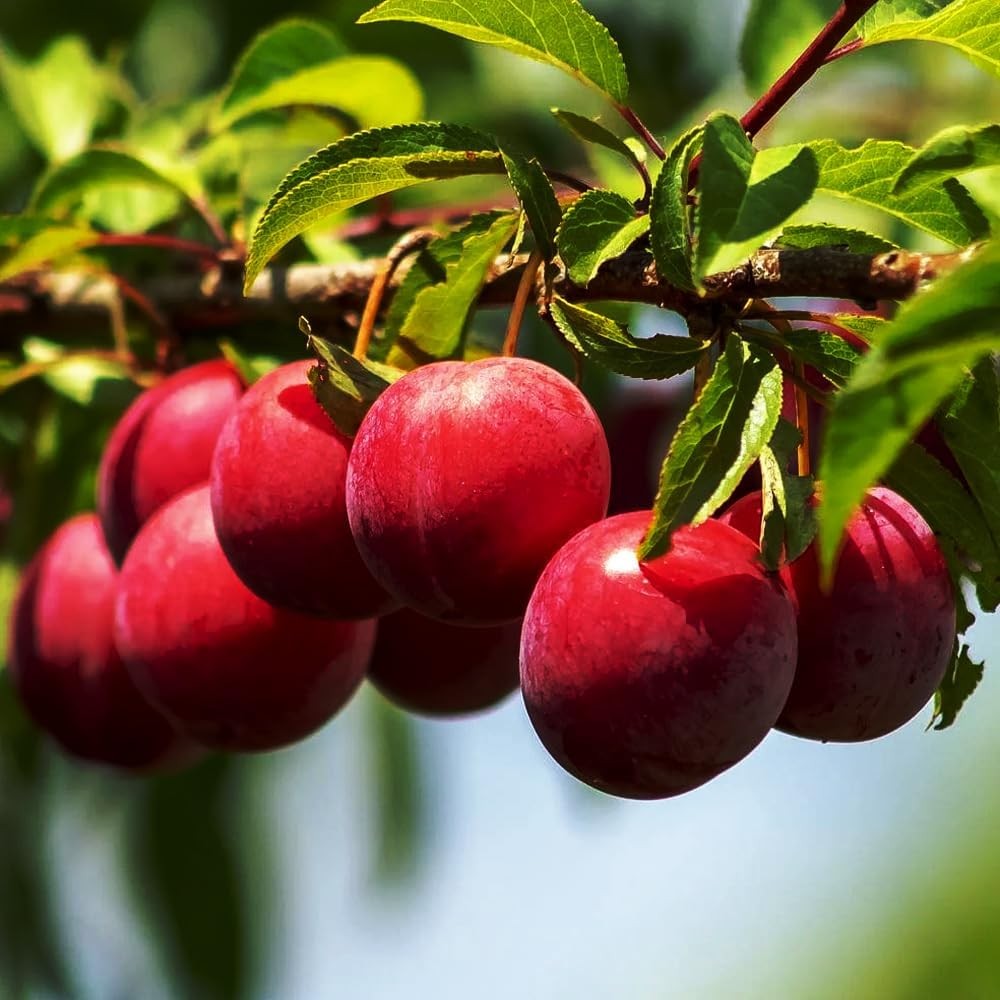 150+ Wild Perennial Plum Trees Fruit Seeds for Planting Outdoors-Organic Native