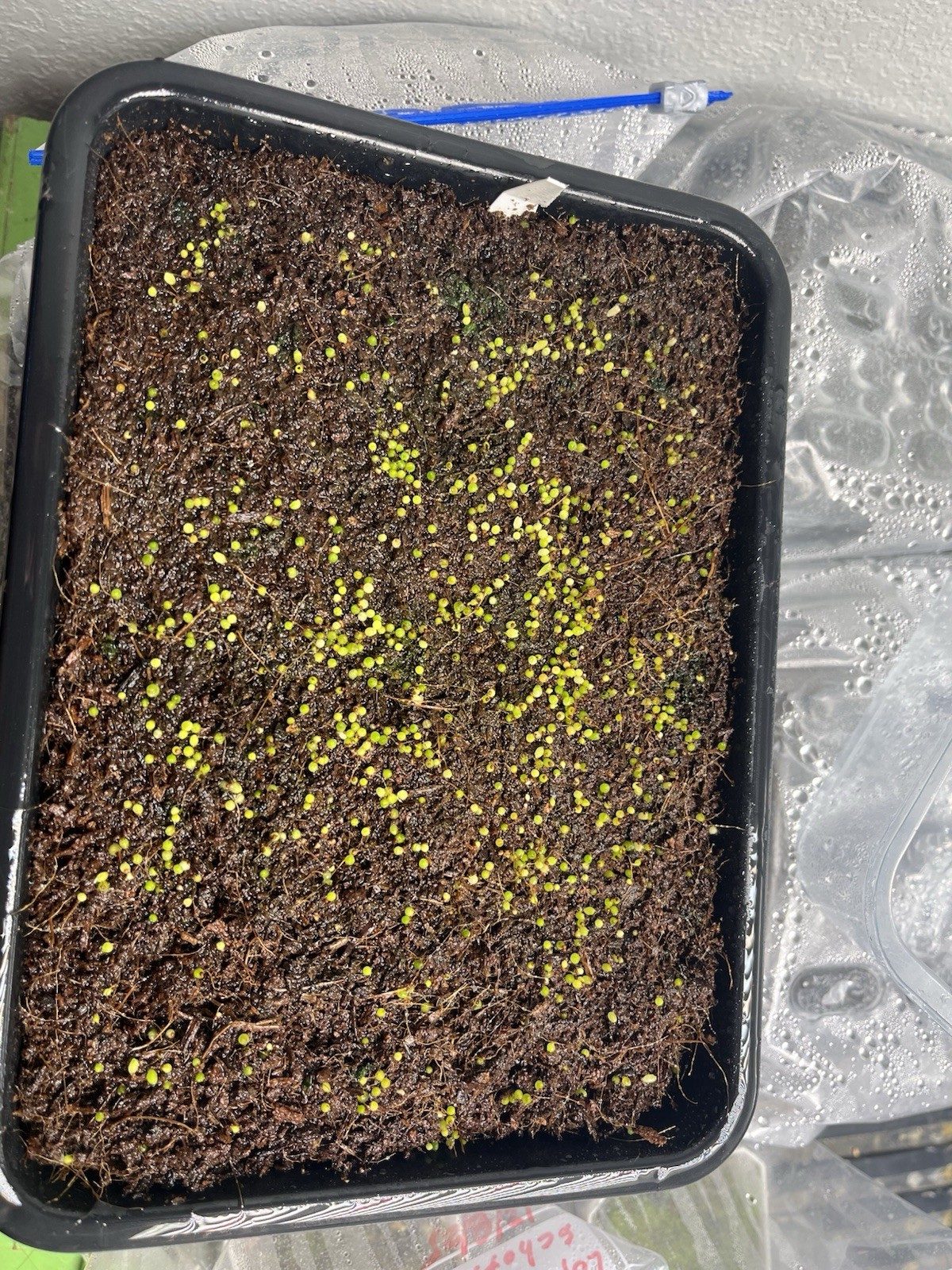 300+ Gymnocalycium Variegated Seeds